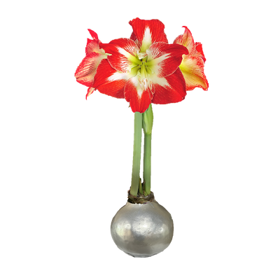 Minerva Silver Lacquer Base
